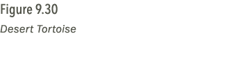 Figure 9.30 Desert Tortoise
